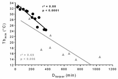 Daily Torpor and Sleep in a Non-human Primate, the Gray Mouse Lemur (Microcebus murinus)